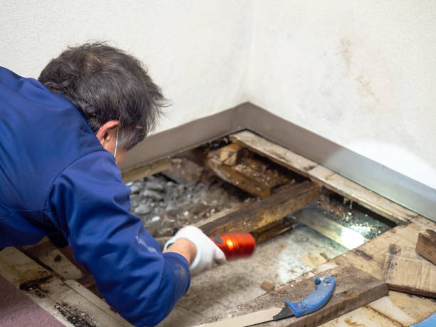 Best Home Mold Removal  in Trooper, PA