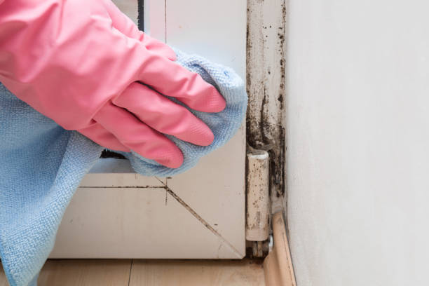 Best Professional Mold Removal  in Trooper, PA