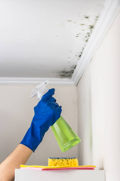Best Black Mold Removal  in Trooper, PA