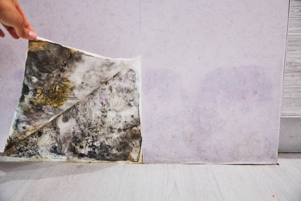 Best Same-Day Mold Removal  in Trooper, PA